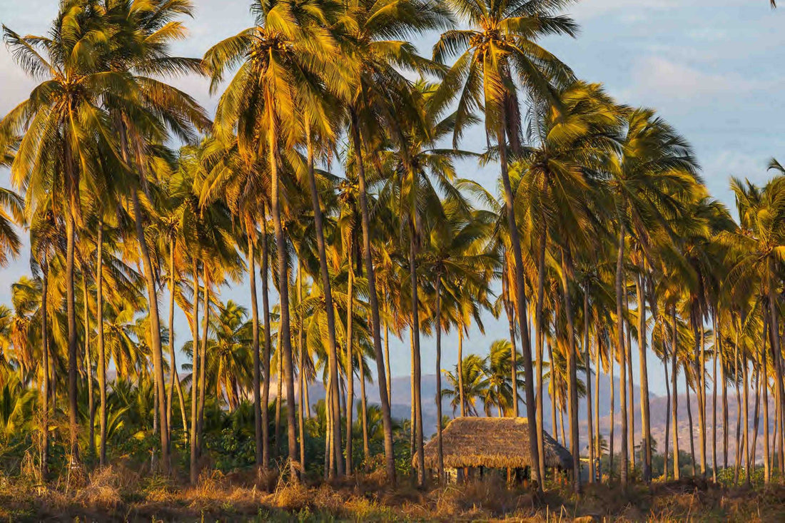 The Ultimate Guide to Kava Drink: Benefits, and Preparation